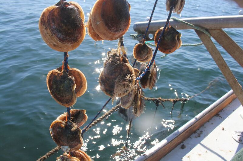 Maine Scallops