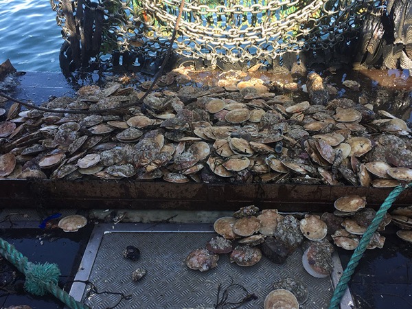 Maine Scallops